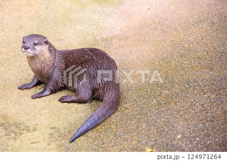 水族館のコツメカワウソ 124971264