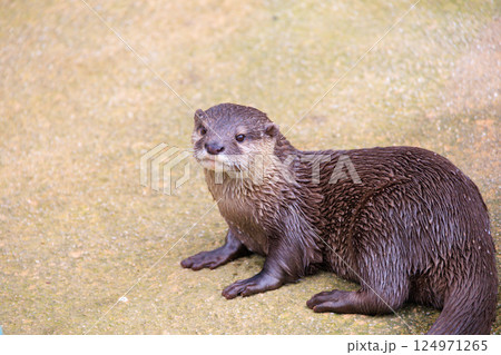 水族館のコツメカワウソ 124971265