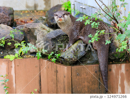 水族館のコツメカワウソ 124971266