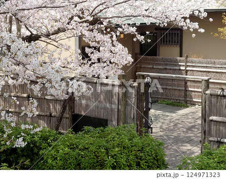 Cherry blossom at Japanese house / 古民家の玄関で迎える満開の桜 124971323