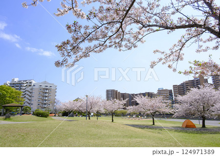 浦安市 桜が満開の「明海の丘公園」 浦安市 桜が満開の「明海の丘公園」 124971389