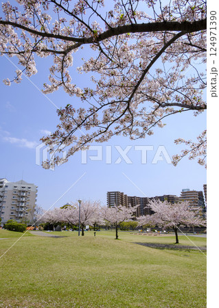 浦安市　桜が満開の「明海の丘公園」 124971390