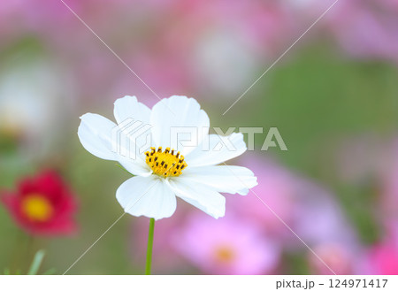 白いコスモス 白いコスモス 124971417