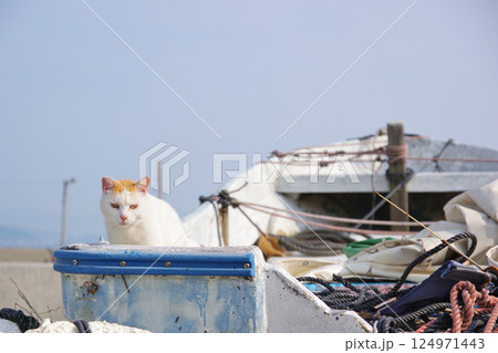 男木島の猫 124971443