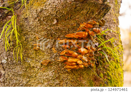 木に生えるキノコ 木に生えるキノコ 124971461