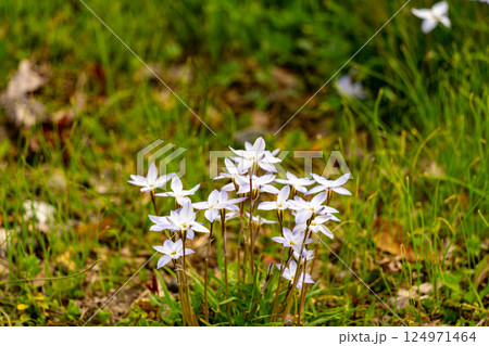白い花 124971464