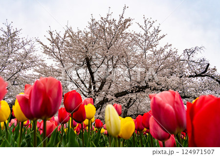 春の桜とチューリップの花 春の桜とチューリップの花 124971507