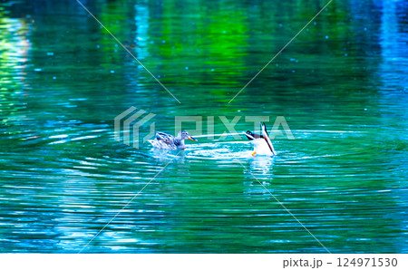 池に飛来した鴨 124971530