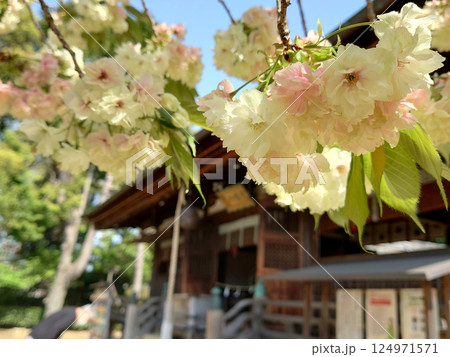 Yellow cherry blossom at shrine 八幡宮に咲く満開の黄桜，珍しい右近桜 124971571