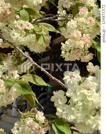 Yellow cherry blossom at shrine 八幡宮に咲く満開の黄桜，珍しい右近桜 124971572