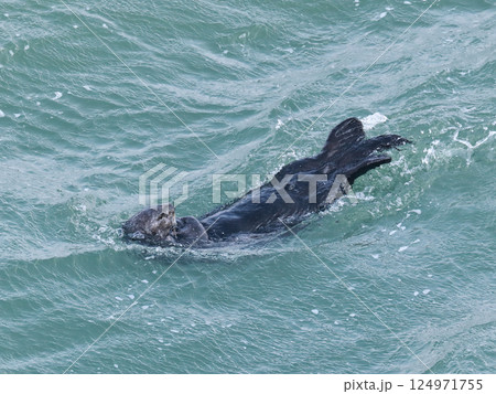 波間に浮かぶラッコ 波間に浮かぶラッコ 124971755