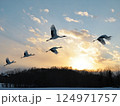 夕焼けの空を飛ぶタンチョウの群れ 124971757