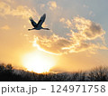 夕焼け空を飛ぶタンチョウ 124971758