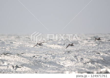 光る海を飛ぶカモたち 124971761