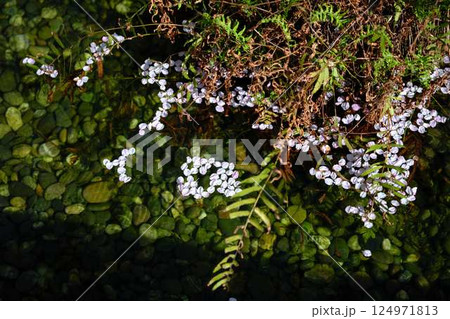 城南宮楽神苑 花びら 城南宮楽神苑 花びら 124971813