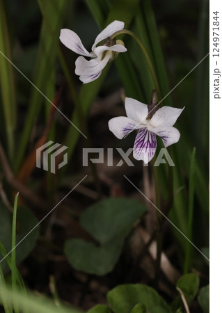 自然　植物　ツボスミレ、別名『ニョイスミレ』。白い小さなな花のスミレ、湿った地面に生えます 124971844