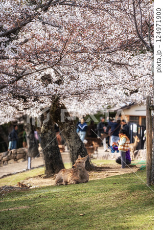 Nara deers during spring cherry blossoms 124971900