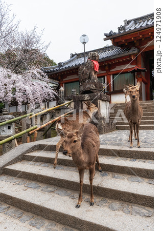 Nara deers during spring cherry blossoms 124971908