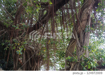 宮古島のパワースポット　漲水御嶽 124972009