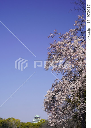 大阪城と青空に映える満開の紅葉李 124972017