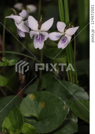 自然　植物　ツボスミレ、葉は丸っこいハート型。十センチほど立ち上がった花茎の先に白い小さな花 124972081
