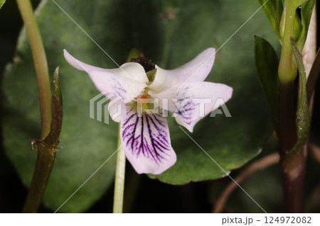 自然 植物 ツボスミレ、小さな白い花。唇弁には紫色の筋、側弁には細かい毛があります 自然 植物 ツボスミレ、小さな白い花。唇弁には紫色の筋、側弁には細かい毛があります 124972082