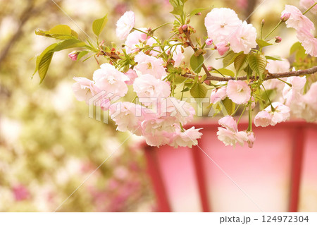 美しいピンクの八重桜 124972304