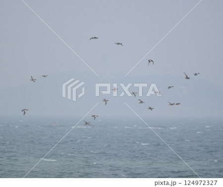 海の上を飛ぶ鴨の群れ、遠くに霞む江ノ島 124972327