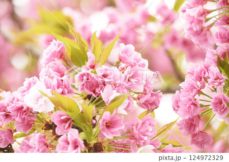 八重桜 124972329