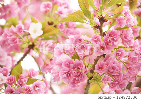 八重桜 124972330