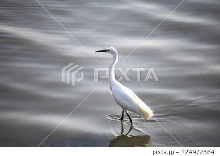 鳥 湿原 湿地 124972364