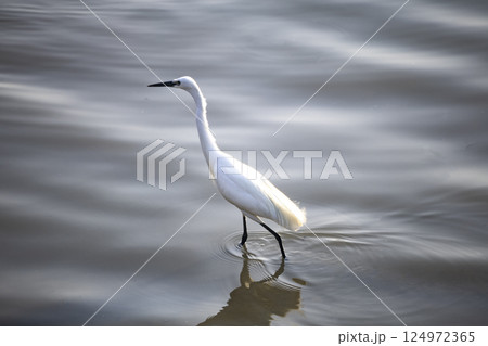鳥 湿原 湿地 124972365