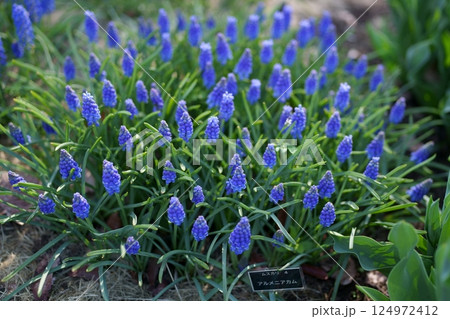 ムスカリの花 124972412