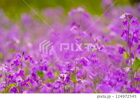 春の陽を浴びるホトケノザ 124972545