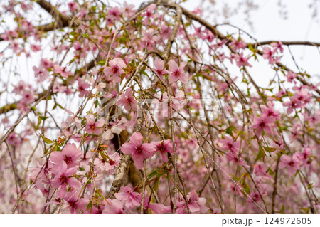 春の訪れを告げる満開の枝垂れ桜 春の訪れを告げる満開の枝垂れ桜 124972605