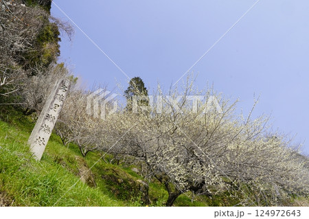 梅の花が咲き乱れる月ヶ瀬梅林春景色 124972643