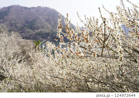 梅の花が咲き乱れる月ヶ瀬梅林春景色 124972644