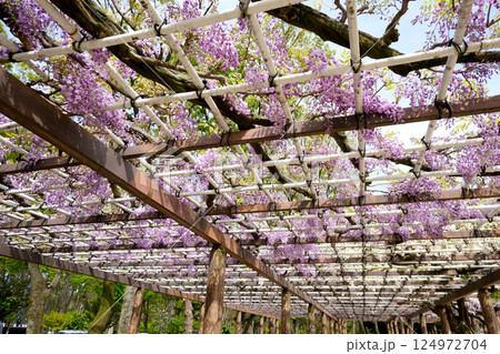 愛知県名古屋市北区_名城公園藤の回廊10_2024年4月 愛知県名古屋市北区_名城公園藤の回廊10_2024年4月 124972704
