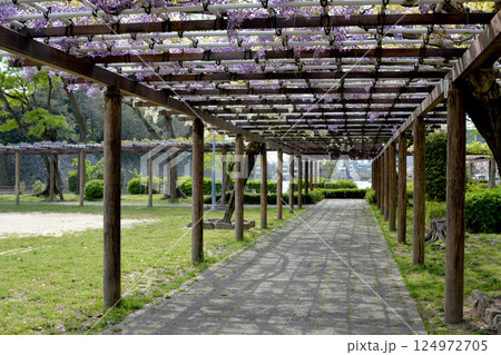 愛知県名古屋市北区_名城公園藤の回廊1_2024年4月 愛知県名古屋市北区_名城公園藤の回廊1_2024年4月 124972705