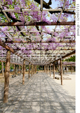 愛知県名古屋市北区_名城公園藤の回廊8_2024年4月 124972713