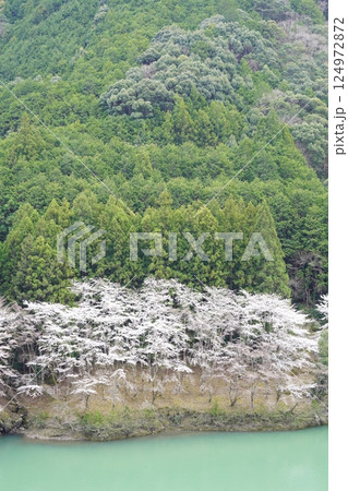 桜のある風景 124972872