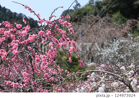 下田市蓮台寺にあるしだれ桃の里24 124973024