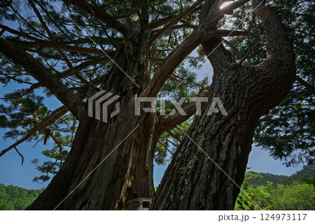 甲賀市岩尾池の樹齢1000年以上と伝わる杉の古木一本杉を撮影 124973117