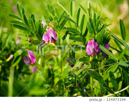 荒川の土手に咲くカラスノエンドウのピンクの花 荒川の土手に咲くカラスノエンドウのピンクの花 124973194