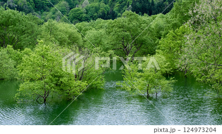 白川湖の水没林 白川湖の水没林 124973204