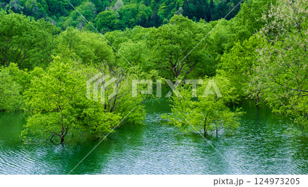 白川湖の水没林 124973205