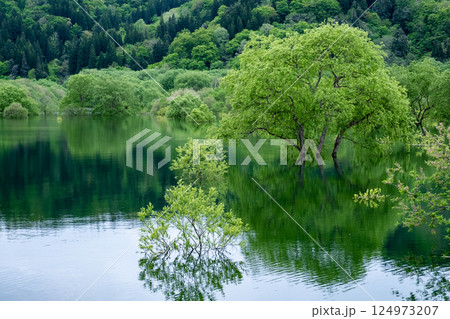 白川湖の水没林 124973207