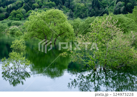 白川湖の水没林 白川湖の水没林 124973228