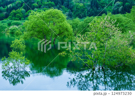 白川湖の水没林 白川湖の水没林 124973230