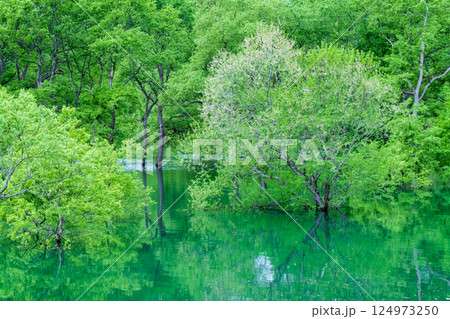 白川湖の水没林 124973250